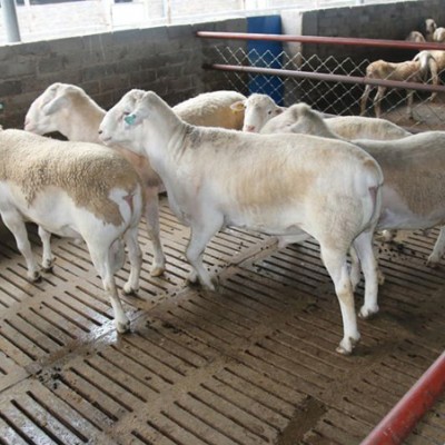 供应黑龙江多胎澳寒改良一代母羊哪里有卖澳寒杂交头胎母羊
