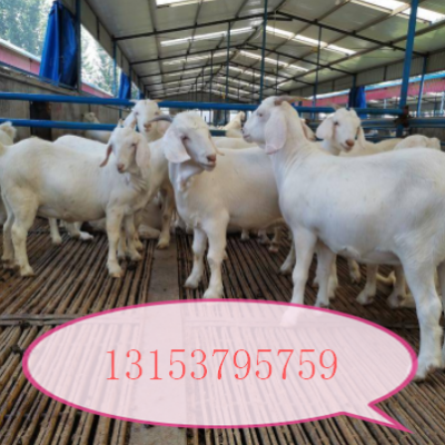 供应河南澳洲白种公羊多少钱一只多胎多羔澳洲白怀孕大母羊
